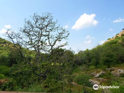 Ramgarh Vishdhari Tiger Reserve, RVTR Bundi