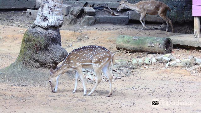 Mini Zoo Kota Kijang