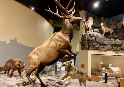 Anniston Museum of Natural History