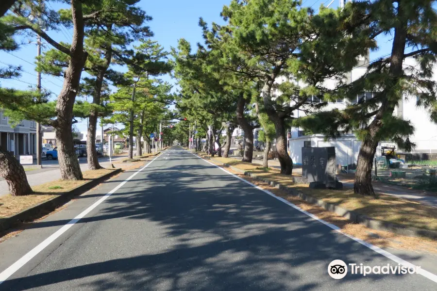 Row of Pine Trees in Kyutokaido