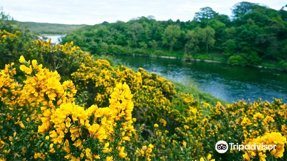 Bosherston Lily Ponds