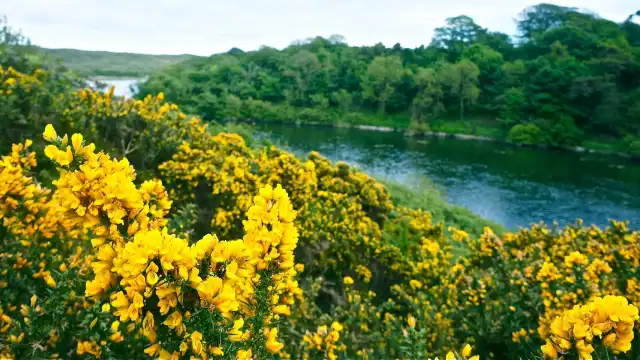Bosherston Lily Ponds
