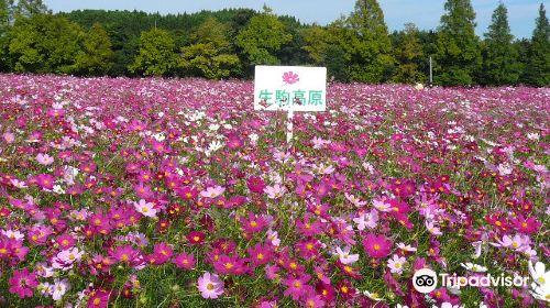 生駒高原