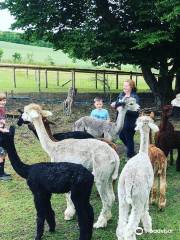 Lower Bush Alpacas