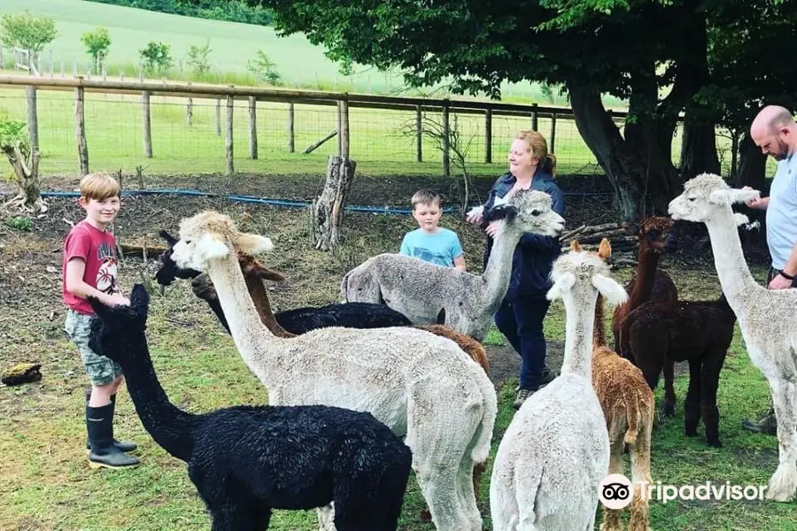 Lower Bush Alpacas