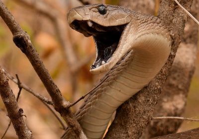 Hoedspruit Reptile Centre