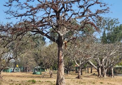 Bandipura Tiger Reserve