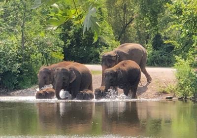 非洲獅野生動物園