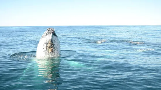 Whales In Paradise