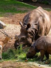 Ol Pejeta Conservancy