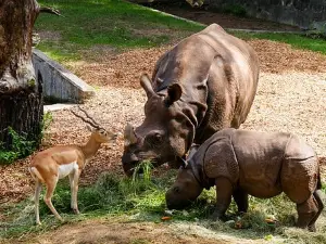 Ol Pejeta Conservancy