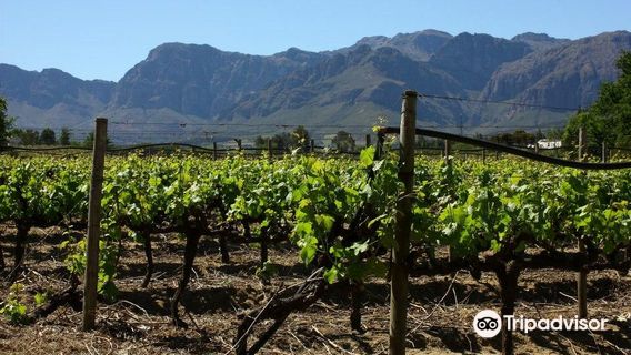 Klein Parys Vineyards