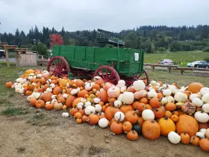 Bob's Corn & Pumpkin Farm