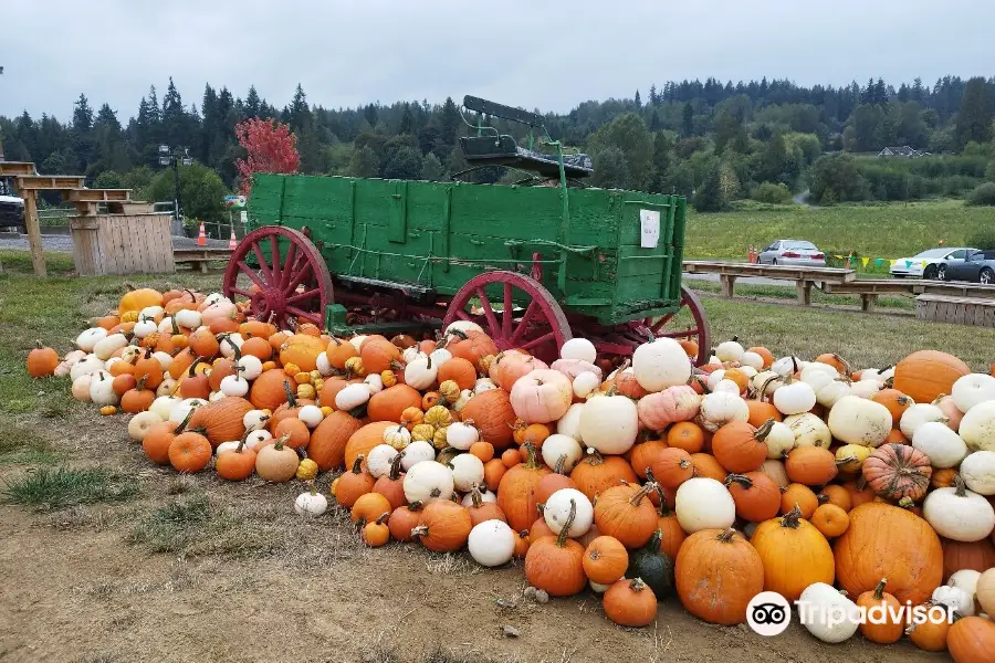 Bob's Corn & Pumpkin Farm