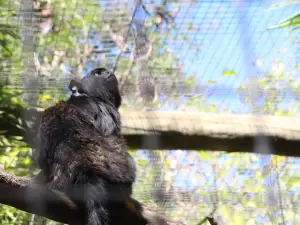 Zoo de Lagos