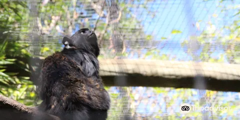 拉各斯動物園門票小童票
