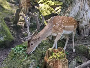 Aran Park - Parc Animalier