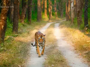 Kanha National Park