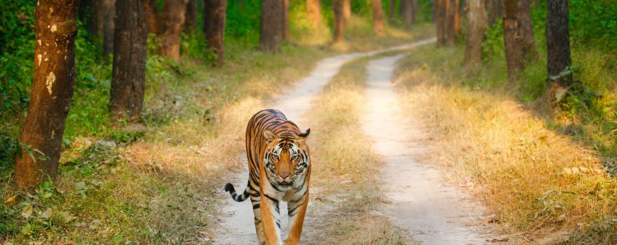 Kanha National Park