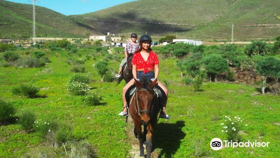Horse Riding Adventures in Tenerife