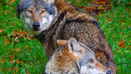 Heimat-Tierpark Olderdissen