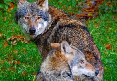 Heimat-Tierpark Olderdissen