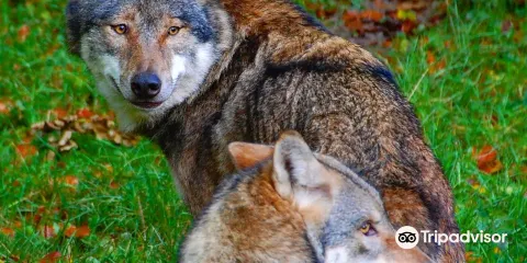 Heimat-Tierpark Olderdissen