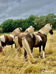 Club Hippique et Poney-Club de la Forêt De Moulière - Day Classes