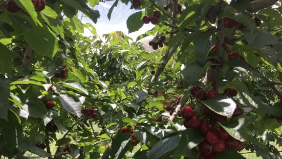 Old Coralinga Organic Cherries