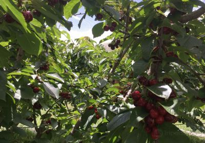 Old Coralinga Organic Cherries