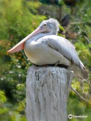 Arignar Anna Zoological Park