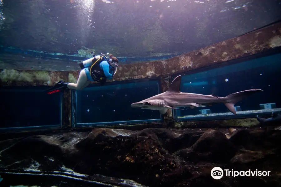 Shark Tank Scuba