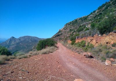 Tokai Forest