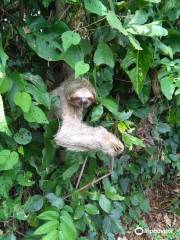 Sloth Watching Trail La Fortuna, Arenal Volcano Private Trail