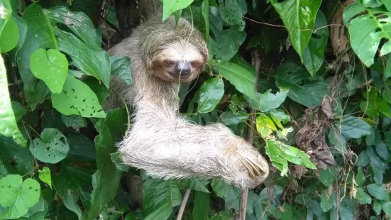 Sloth Watching Trail La Fortuna, Arenal Volcano Private Trail