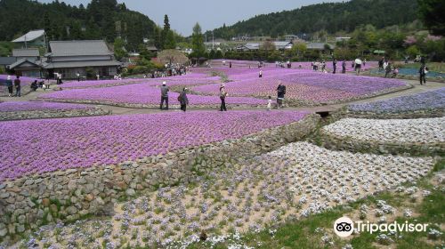 Shibazakura Park: Hana no Jutan