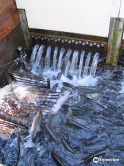 Quilcene National Fish Hatchery