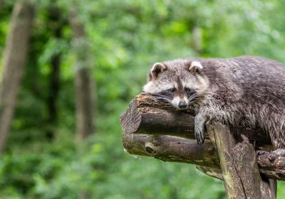 Wildpark Müden