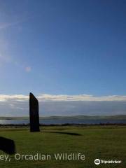 Orcadian Wildlife