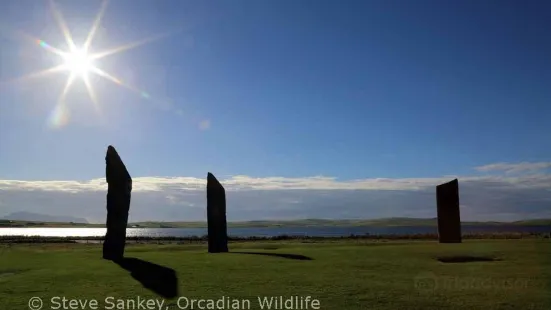 Orcadian Wildlife