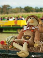 Kyker Farms Corn Maze