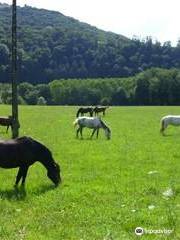 Saint-Céré Equitation