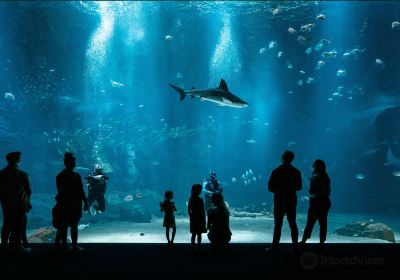 Nausicaá National Sea Center