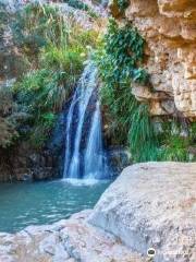 Réserve d'Ein Gedi