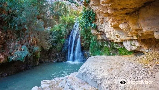 Réserve d'Ein Gedi