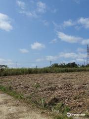 Gakiya Sugarcane Plantation