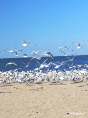 Nickel Plate Beach