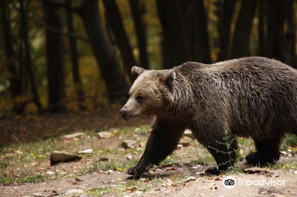 Κέντρο Προστασίας Αρκούδας - Bear Conservation Area
