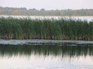 Mac Johnson Wildlife Area