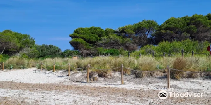 Playa Arenal De Son Saura